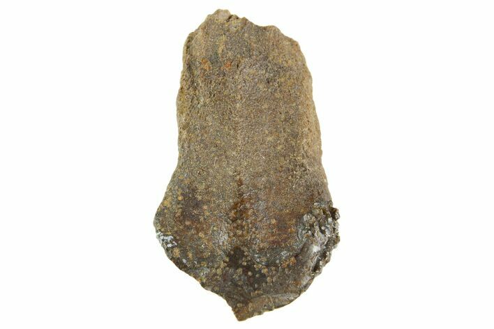 Partial Fossil Triceratops Tooth - Wyoming #364363